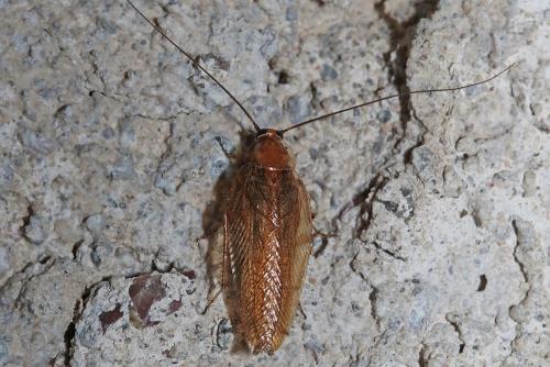 Réf. 210 412 : Ectobius sp.